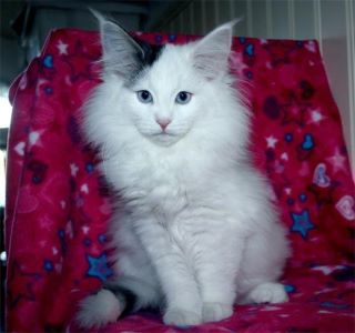 2012aretsvarmcotton