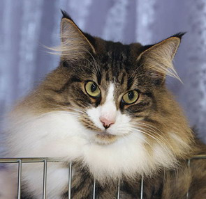 arets_skogkatt/aarets0506fodnaheiasnoomi