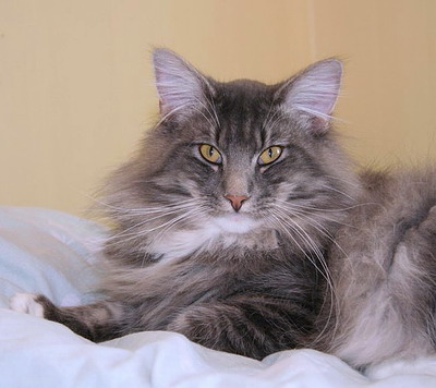arets_skogkatt/aarets05lynx