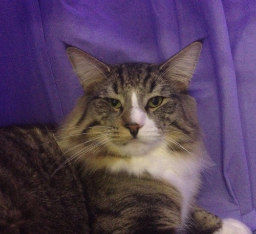 IC (N) Migoto's Simba JW
