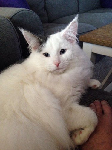 GIC S* Just Catnap's Warm Cotton
