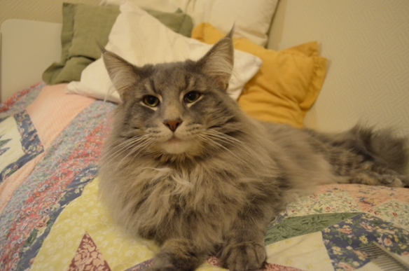 IC S* Restless Bluestar