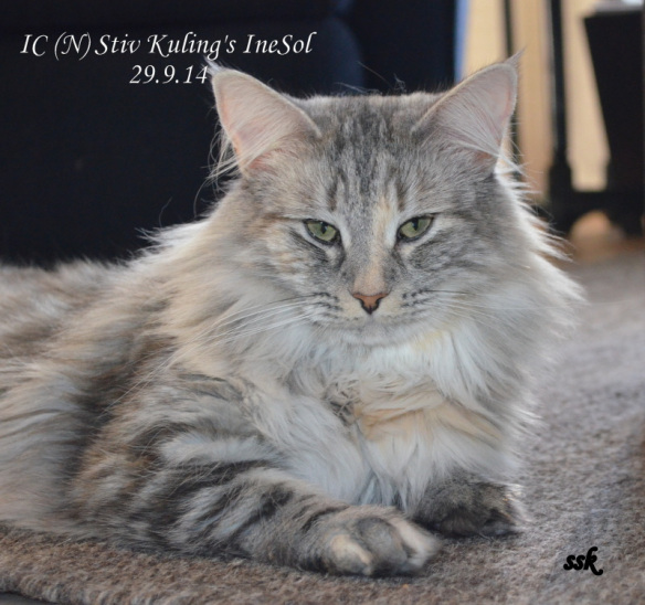 IC (N) Stiv Kuling's Ine Sol, NFO fs 22