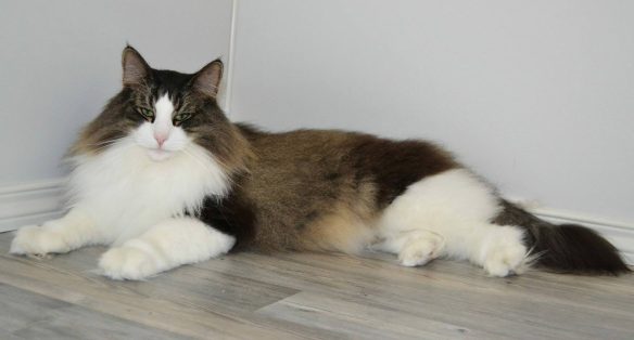 oliver
