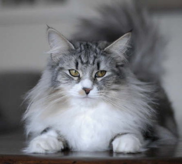 tamsin2