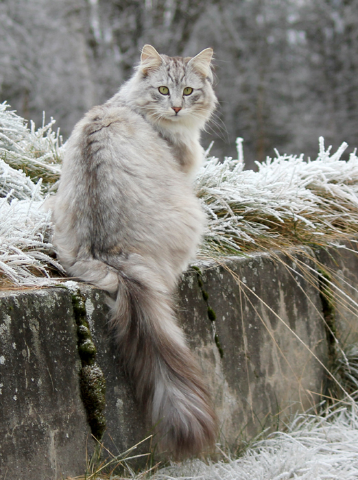 Tigris