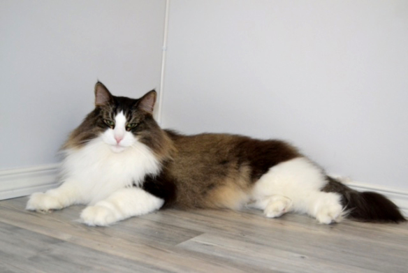 Tingoskatten's-Oliver