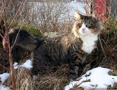 06smceskoravborgund