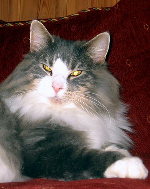06smfiskerjentasfranzjosef