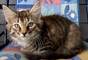 06smfyttikattasbenedicte