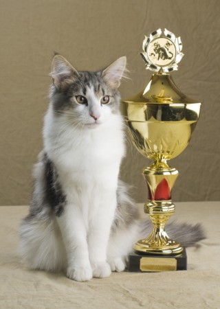 1Enokmedpokal