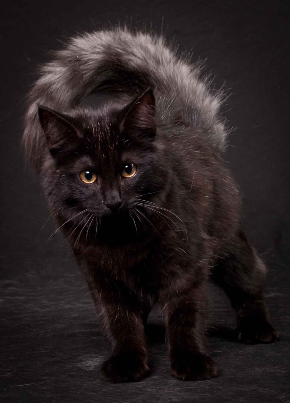 Alneskatten's Devi Delight