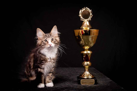 Skogkattmester 2010