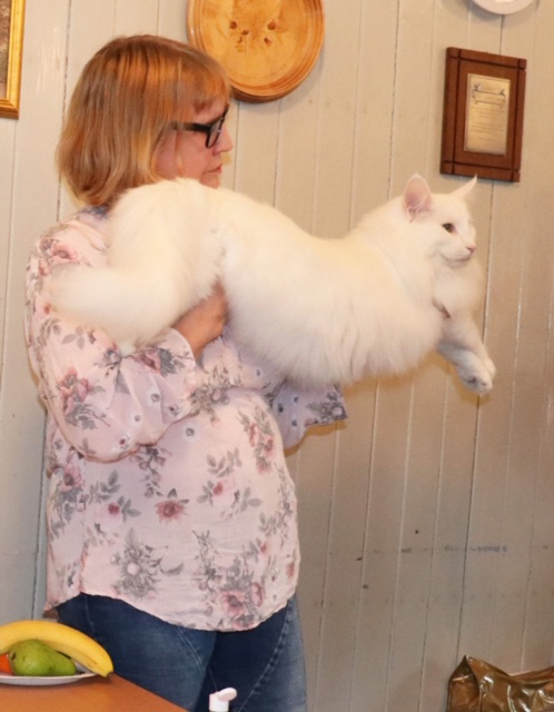 Bis hannkatt og totalt Iver