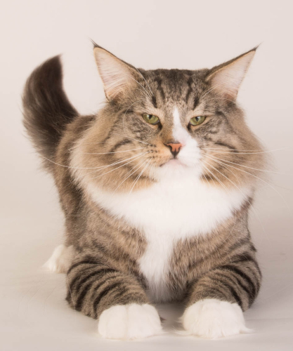 Simba BIV og BIS hankatt