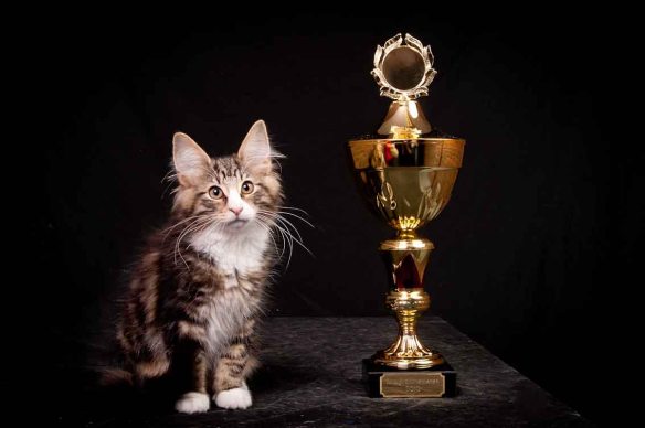 skogkattmester_2010__001