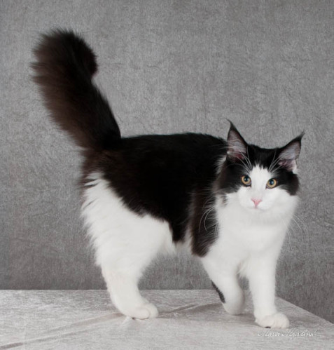 sm11jBIS_hann_kattunge_Filur
