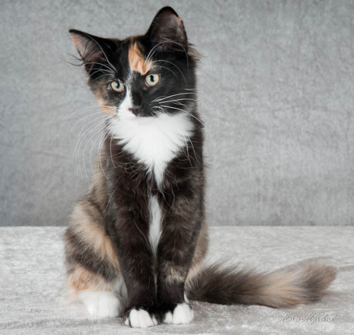 sm11kBIS_hunn_kattunge_iKit