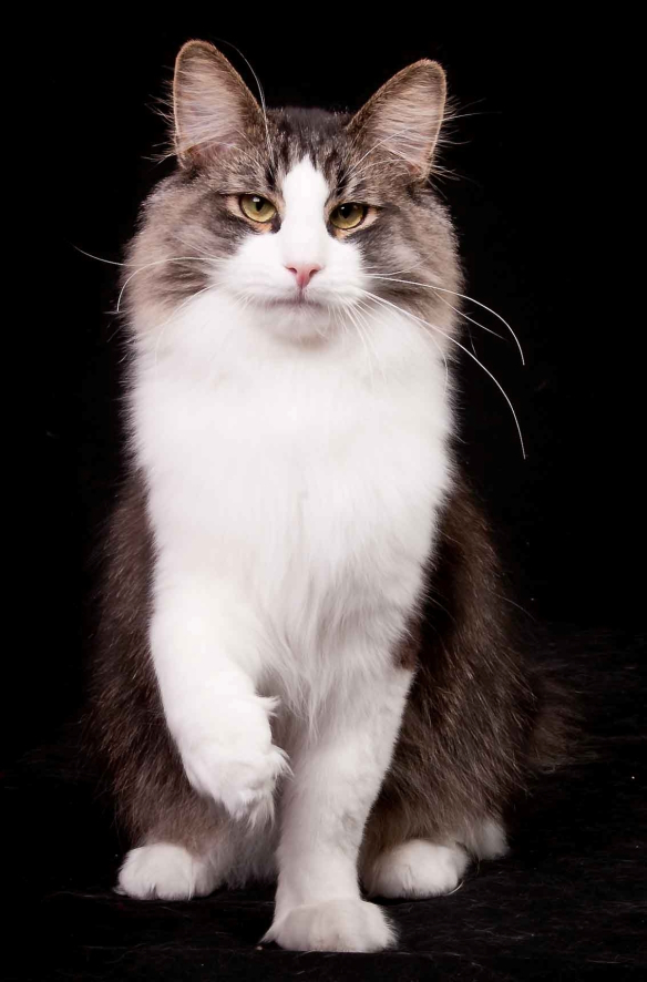 (N) Tingokattens Oliver JW