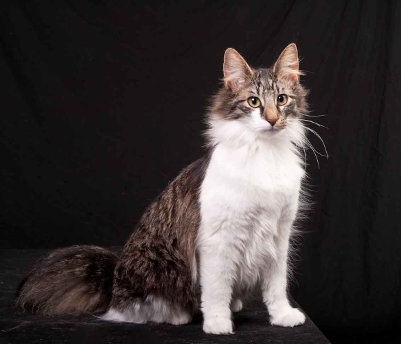 (N) Tingokattens Olivia
