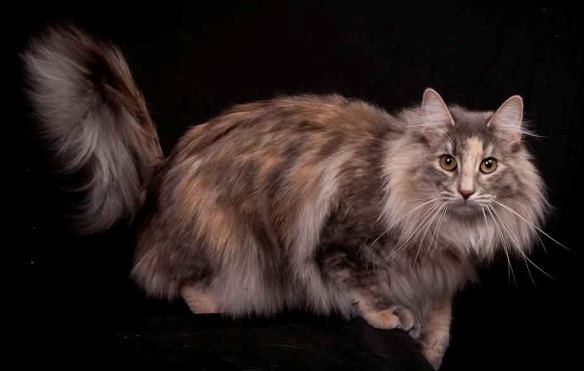 IC (N) Vanity's Decibelle